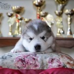 Щенок Аляскинского маламута Kenai Northern Sunrise (3 нед.)
