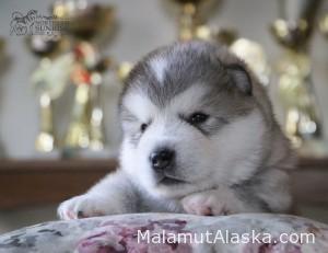 Щенок Аляскинского маламута Kenai Northern Sunrise (3 нед.)