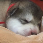Щенок Аляскинского маламута, 1 неделя