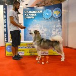 Аляскинский маламут Эрика 18,5 мес. (CAC, CACIB, BOB). Выставка: FCI-CACIB "Золотая Пектораль"