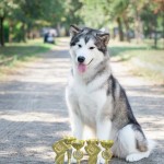 Аляскинский маламут Эрика 18,5 мес. (CAC-3, CACIB-2, R.CACIB BOB, BOS). Выставки: FCI-CACIB "Золотая Пектораль", "Злато Скифов", "Софія Київська"