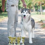 Аляскинский маламут Эрика 18,5 мес. (CAC-3, CACIB-2, R.CACIB BOB, BOS). Выставки: FCI-CACIB "Золотая Пектораль", "Злато Скифов", "Софія Київська"