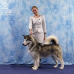Аляскинский маламут Эрика 21 мес.