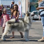Аляскинский маламут Эрика 16,5 мес. (2xCAC, 2хBOS). Выставки: CAC-UA "Бурштиновий кубок"; CAC-UA "Кубок Альянсу"