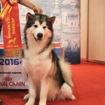Эрика (Юный чемпион Национального клуба Северных Ездовых Пород)