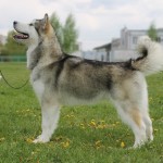 Аляскинский маламут Эрика. Национальная выставка САС-UA г. Хмельницкий