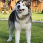 Аляскинский маламут Гольф