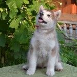 Щенок Аляскинского маламута
