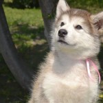 Щенок Аляскинского маламута