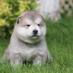 Щенок Аляскинский маламут, помет "N"