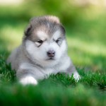 Щенок Аляскинский маламут, помет "N"