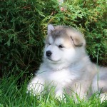 Щенок Аляскинский маламут, помет "N" (1,5 мес.)