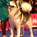 Sykwalker Sausymayok, ВОВ и Лучший ветеран на World dog show 2016 