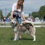 Аляскинский маламут Триша: САС, RCACIB на Международной выставке FCI-CACIB "Тернове Поле-2016"