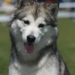Аляскинский маламут Триша: САС, RCACIB на Международной выставке FCI-CACIB "Тернове Поле-2016"
