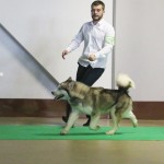 Аляскинский маламут Триша: (CAC). Выставка: САС-UA "Кубок Лева"