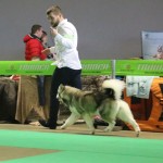 Аляскинский маламут Триша: (CAC). Выставка: САС-UA "Кубок Лева"