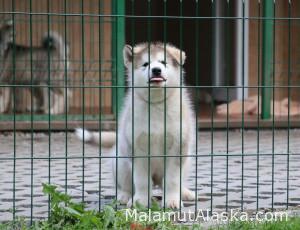 Malamute puppie