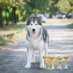 Erika Northern Sunrise (18 мес.) Новый Чемпион Украины
