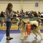 Чемпион Северных Ездовых Собак