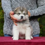 Щенок Аляскинского маламута Девочка, 28 дней