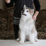 Щенки Аляскинского маламута, помет "O"