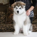 Щенки Аляскинского маламута, помет "O"