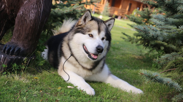 golf_kiyv