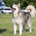Аляскинский Маламут Empress Northern Sunrise (Эмма) Выставки CAC-UA "Amber Cup 2016" and CAC-UA "Cup of the Alliance 2016" Новый Юный Чемпион Украины