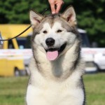 Аляскинский Маламут Empress Northern Sunrise (Эмма) Выставки CAC-UA "Amber Cup 2016" and CAC-UA "Cup of the Alliance 2016" Новый Юный Чемпион Украины