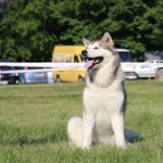 Аляскинский Маламут Empress Northern Sunrise (Эмма) Выставки CAC-UA "Amber Cup 2016" and CAC-UA "Cup of the Alliance 2016" Новый Юный Чемпион Украины