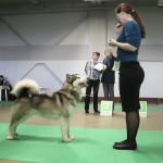 Вlessed Star Northern Sunrise (Ляля) на Национальной выставке «Кубок Лева 2016» в г. Львов, титулы: САС, BOS