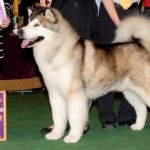 Linebreeding 3-4: BIS BISS Wind’s Fury Jacob Trailblazer BIS BISS AM/CAN CH ROM, 2008 Westminster Best of Breed Winner, Number 3 Malamute in the US in 2007 (Both Systems), Number 4 Malamute in the US in 2006, Number 4 Breeds US 2010, Number 5 Malamute in the US in 2010 as a Veteran, TDI CGC WWPD WWPDX WPD