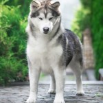 Mother: MLT IVRAM SOME DAY ONE DAY PN: Genotype N/N (Free) HD-A, ED-0 INTER Champion JCН Ukraine JGR CH Ukraine CH Ukraine GR CH Ukraine Champion of Romania Champion of Hungary Candidate for CH Poland 8 ВОВ, 6 САСІВ