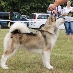 Mother: MLT IVRAM SOME DAY ONE DAY PN: Genotype N/N (Free) HD-A, ED-0 INTER Champion JCН Ukraine JGR CH Ukraine CH Ukraine GR CH Ukraine Champion of Romania Champion of Hungary Candidate for CH Poland 8 ВОВ, 6 САСІВ