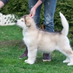 Pluto Northern Sunrise 2.5 months old. Available for sale.