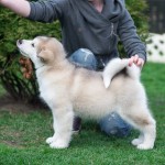 Pluto Northern Sunrise 2.5 months old. Available for sale.