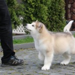 Pluto Northern Sunrise 2.5 months old. Available for sale.