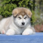 Щенок Аляскинского маламута. Мальчик 1.