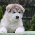 Щенок Аляскинского маламута. Мальчик 1.