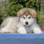 Щенок Аляскинского маламута. Мальчик 1, (7,5 недель)