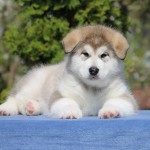 Щенок Аляскинского маламута. Мальчик 1, (7,5 недель)