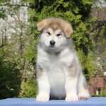 Щенок Аляскинского маламута. Мальчик 1, (7,5 недель)