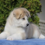 Щенок Аляскинского маламута. Мальчик 2, (7,5 недель)