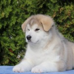 Щенок Аляскинского маламута. Мальчик 2, (7,5 недель)