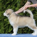 Щенок Аляскинского маламута. Мальчик 2, (7,5 недель)