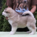Щенок Аляскинского маламута. Мальчик 3