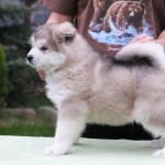Щенок Аляскинского маламута. Мальчик 3