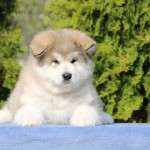 Щенок Аляскинского маламута. Мальчик 3, (7,5 недель)