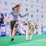 Father: BIS WHITE CHOCOLATE Sausimayok PN: Genotype N/N (Free) HD-A, ED-0 BIS (The winner of the international exhibition FCI-CACIB "GOLDEN GATE 2015") СH Ukraine Show Champion UKU Best of Breed
